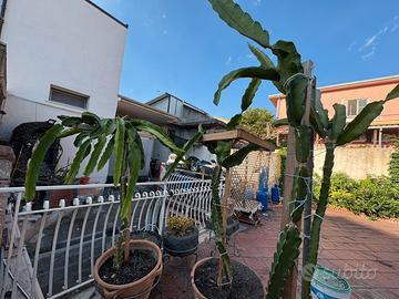 Pitaya talee frutto del drago