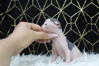 Cuccioli sphynx maschio occhi DBE program