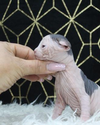 Cuccioli sphynx maschio occhi DBE program