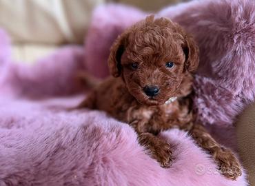 Teddy Cucciolo barboncino mini Toy