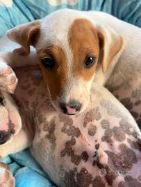 Jack Russell