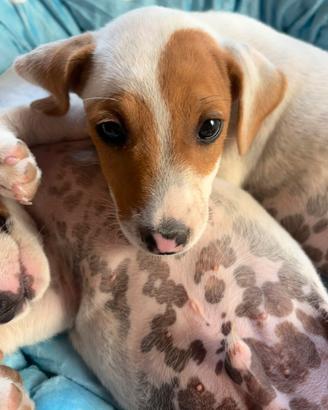 Jack Russell