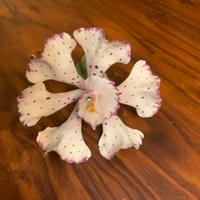Orchidea di porcellana Capodimonte