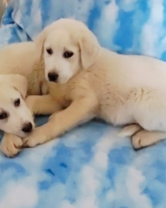 Cuccioli taglia media e medio grande in adozione