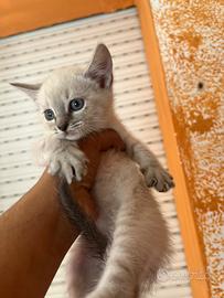 Gattino siamese