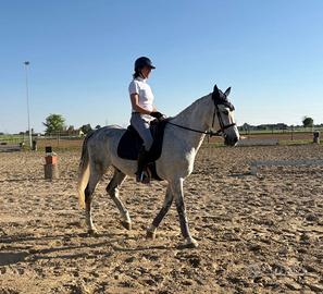 Cavallo castrone spagnolo dressage e passeggiate
