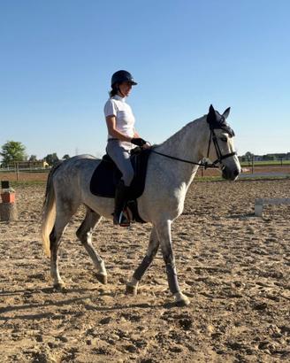 Cavallo castrone spagnolo dressage e passeggiate