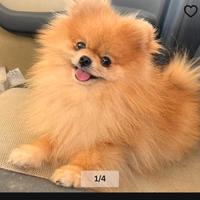 Spitz tedesco nano pomerania