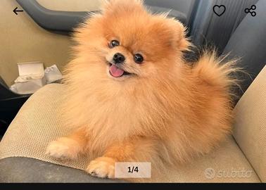 Spitz tedesco nano pomerania