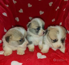 Welsh Corgi Pembroke cuccioli