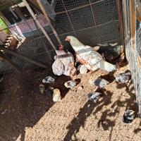 Pulcini varie razze pure, marans cocincina e altre
