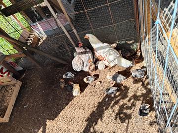 Pulcini varie razze pure, marans cocincina e altre