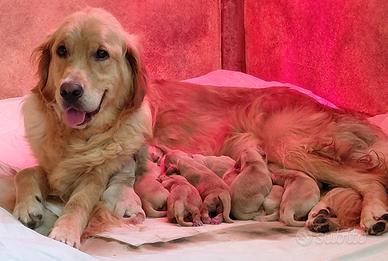 Cuccioli golden retriver