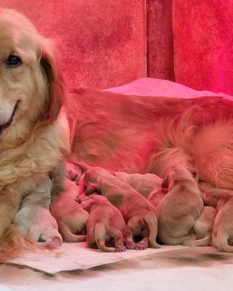 Cuccioli golden retriver