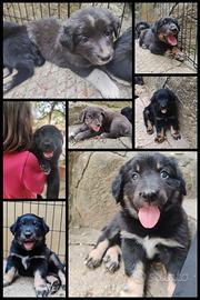 Cuccioli provincia di Torino