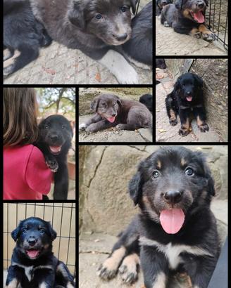 Cuccioli provincia di Torino