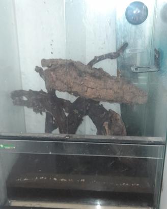 ve ndo teche per rettili