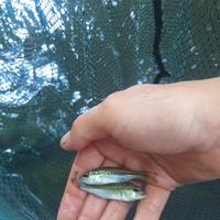 Pesci per acquario o laghetti black bass