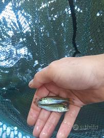 Pesci per acquario o laghetti black bass