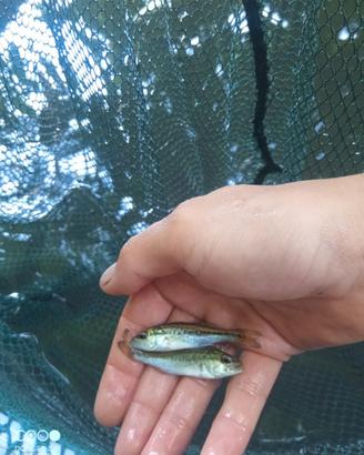 Pesci per acquario o laghetti black bass