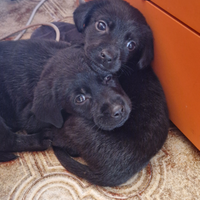 Incrocio di labrador con pastore tedesco