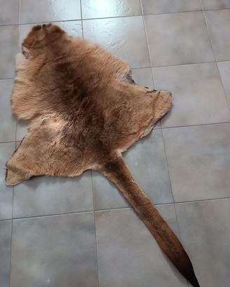 tappeto in pelle di canguro 