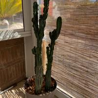 Pianta Grassa Cactus colonnare Echinopsis