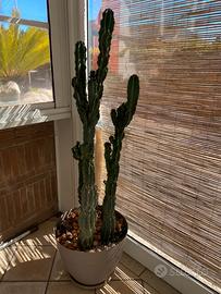 Pianta Grassa Cactus colonnare Echinopsis