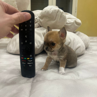 Chihuahua femmina vers mini toy 75 giorni