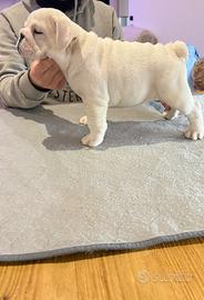 Cucciola di bulldog inglese