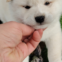 Cuccioli di Shiba Inu con Pedigree