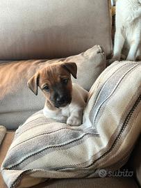 Cuccioli di jack russell terrier