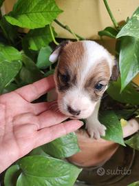 Cucciolini Jack Russell