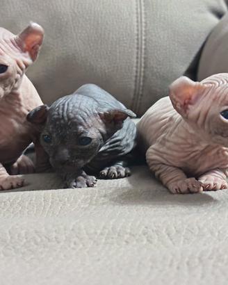 Gatto sphynx