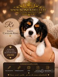 Cucciola cavalier king