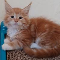 Ultima cucciola Maine coon