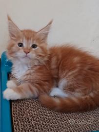 Ultima cucciola Maine coon