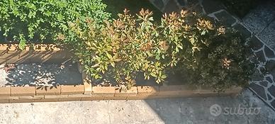 Photinia