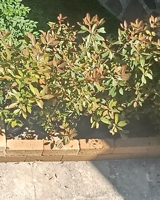 Photinia