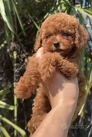 Barboncino red brown piccola toy
