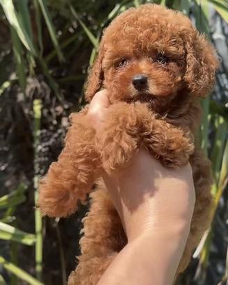 Barboncino red brown piccola toy