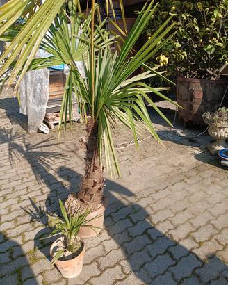 Palme  