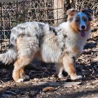 Cucciolona australian shepherd