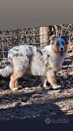 Cucciolona australian shepherd