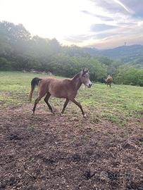Cavallo Arabo