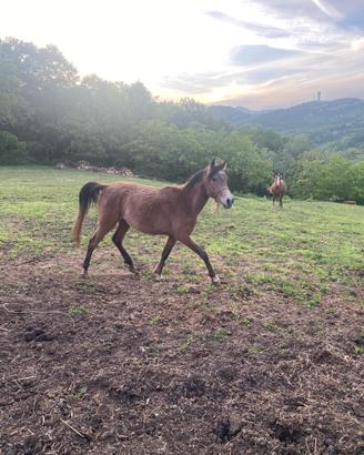 Cavallo Arabo