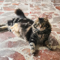 Gatto maschio