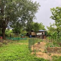 Terreno orto 500 mq Settimo Torinese