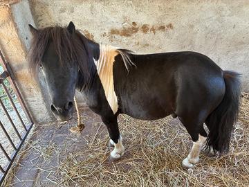 Pony maschio
