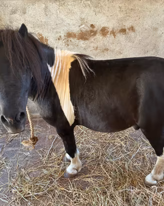 Pony maschio